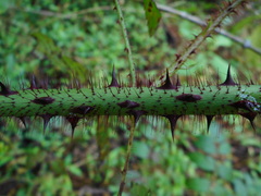 Rubus sumatranus