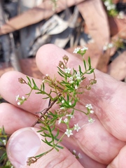 Platysace ericoides