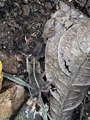 Pristimantis achatinus