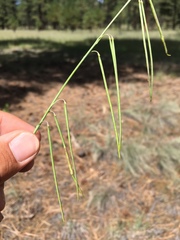 Pennellia longifolia