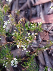 Platysace ericoides