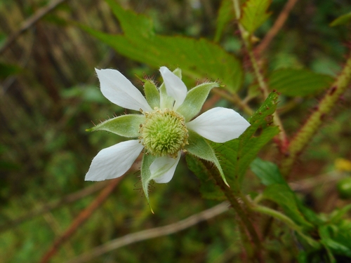 Rubus sumatranus, photograph 5