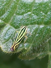 Sibovia sagata