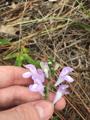 Scutellaria arenicola