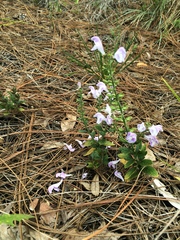 Scutellaria arenicola