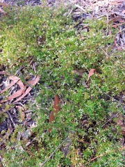 Platysace ericoides