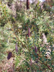 Bossiaea rhombifolia