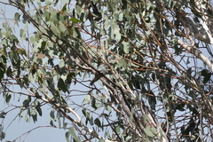 Chrysococcyx lucidus lucidus