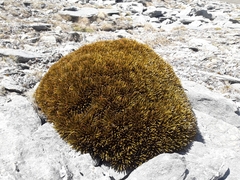 Aciphylla simplex