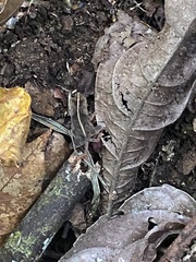 Pristimantis achatinus