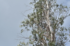 Chrysococcyx lucidus lucidus