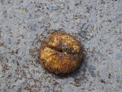 Carebara