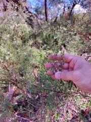 Bossiaea rhombifolia