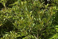 Myrsine salicina