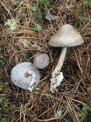 Amanita constricta