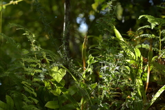 Pterostylis banksii