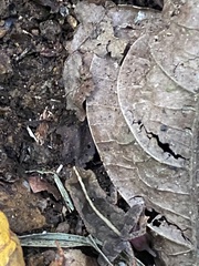 Pristimantis achatinus