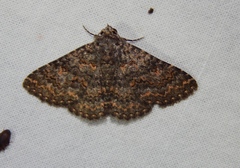 Polydesma umbricola