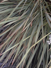 Aciphylla aurea