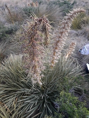 Aciphylla aurea