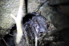 Selenocosmiinae
