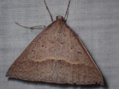 Epidesmia perfabricata