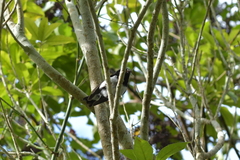Petroica macrocephala toitoi