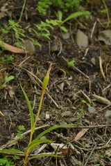 Pterostylis banksii