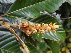 Fagaceae
