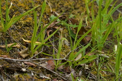 Pterostylis banksii