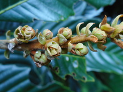 Fagaceae