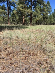Pennellia longifolia