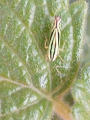 Sibovia sagata
