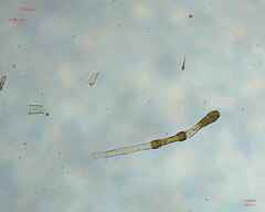 Charophyta