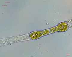 Charophyta