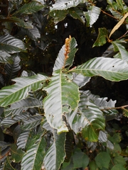 Fagaceae