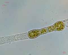 Charophyta