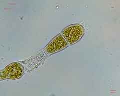Charophyta