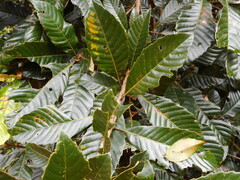 Fagaceae