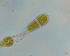 Charophyta