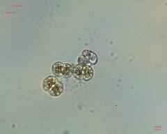 Cosmarium