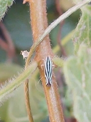Sibovia sagata