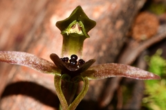 Chiloglottis grammata