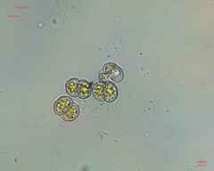 Cosmarium