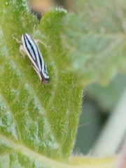 Sibovia sagata