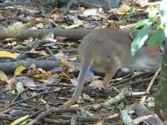 Thylogale stigmatica