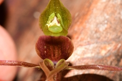 Chiloglottis grammata