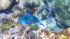 Chlorurus microrhinos