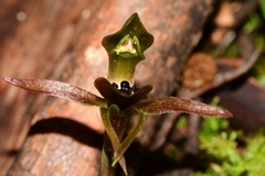 Chiloglottis grammata