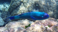 Chlorurus microrhinos